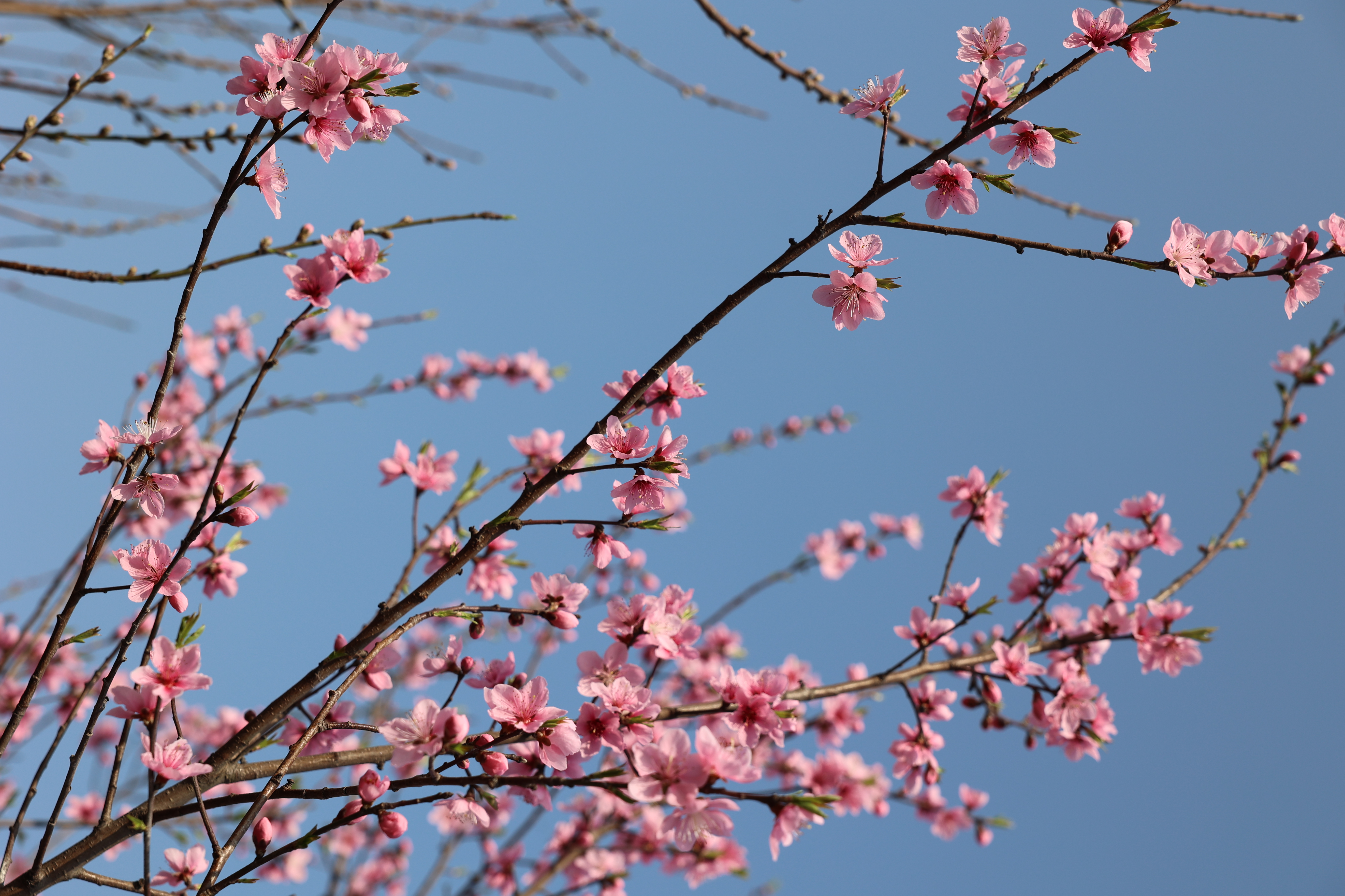 春风十里，植树有你。快来参加全民义务植树活动吧！